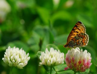 Cezayirli parhan (Melitaea ornata)