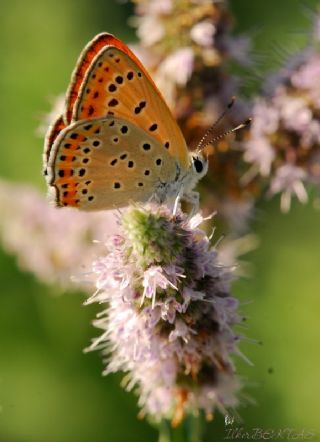 Kk Ate Gzeli (Lycaena thersamon)