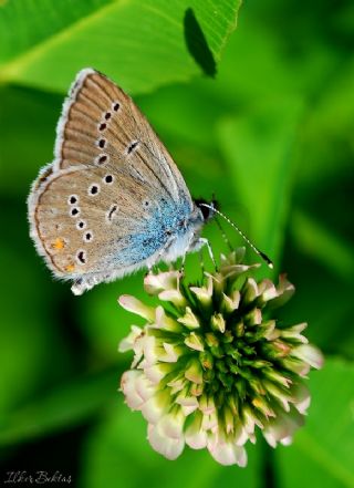 okgzl Gzel Mavi (Polyommatus bellis)
