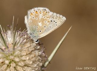okgzl Gk Mavisi (Polyommatus bellargus)