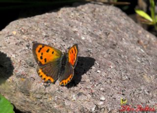 Benekli Bakr Gzeli (Lycaena phlaeas)