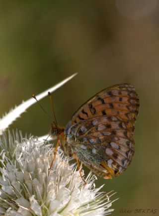 Gzel nci (Argynnis aglaja)