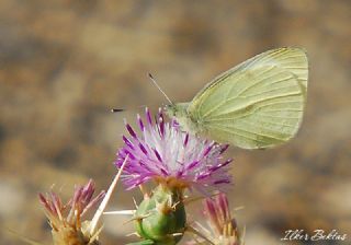 Kk Beyazmelek (Pieris rapae)