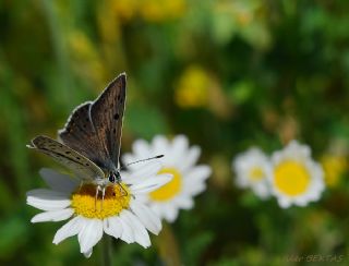 okgzl Esmer (Aricia agestis)