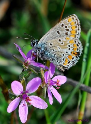 okgzl Esmer (Aricia agestis)
