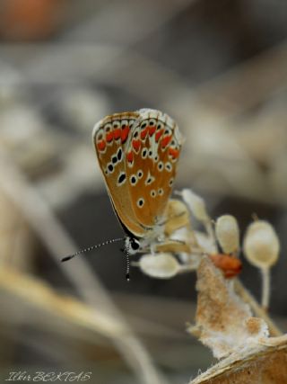 okgzl Esmer (Aricia agestis)