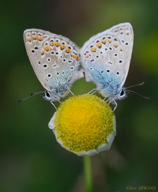 okgzl Mavi (Polyommatus icarus)