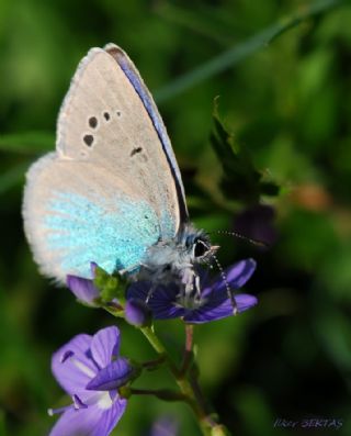 Karagz Mavisi (Glaucopsyche alexis)