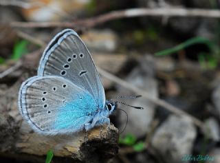 okgzl Rus Mavisi (Polyommatus coelestina)