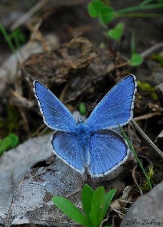okgzl Gk Mavisi (Polyommatus bellargus)