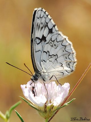 Anadolu Melikesi (Melanargia larissa)