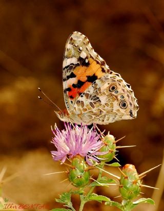 sli Bakr Gzeli (Lycaena tityrus)