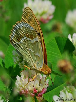 Bahadr (Argynnis pandora)