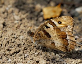 Cad (Chazara briseis)