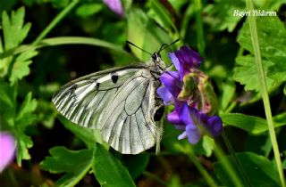 Dumanl Apollo (Parnassius mnemosyne)