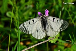 Dumanl Apollo (Parnassius mnemosyne)