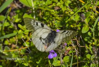 Dumanl Apollo (Parnassius mnemosyne)