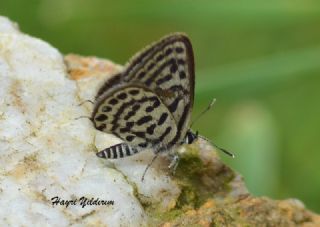 Balkan Kaplan (Tarucus balkanicus)