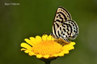 Balkan Kaplan (Tarucus balkanicus)