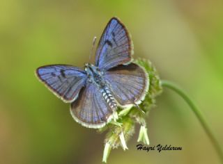 Balkan Kaplan (Tarucus balkanicus)