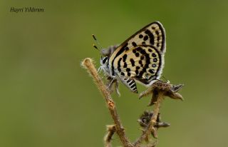 Balkan Kaplan (Tarucus balkanicus)