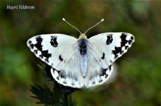 Yeni Beneklimelek (Pontia edusa)