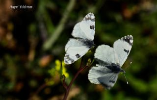 Da Oykls (Euchloe ausonia)