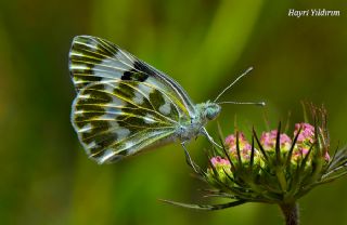 Yeni Beneklimelek (Pontia edusa)