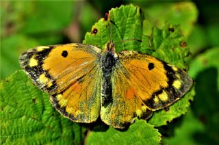 Sar Azamet (Colias croceus)