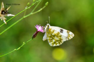 Da� Oykl�s��&nbsp;(Euchloe&nbsp;ausonia)