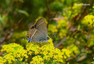 Gzel Sevbeni (Satyrium spini)