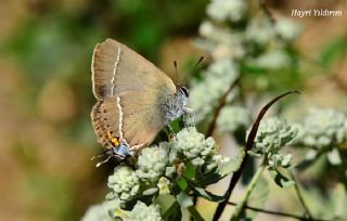 Gzel Sevbeni (Satyrium spini)