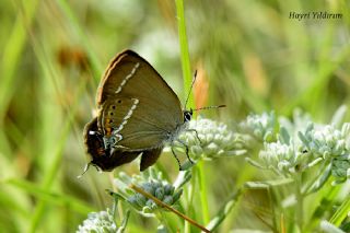 Gzel Sevbeni (Satyrium spini)
