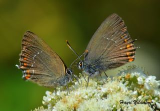 Byk Sevbeni (Satyrium ilicis)