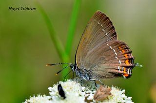 Byk Sevbeni (Satyrium ilicis)