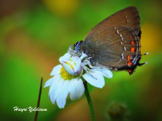 Byk Sevbeni (Satyrium ilicis)