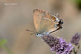 ranl Sevbeni (Satyrium marcidum)