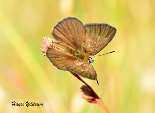 Anormal okgzl (Polyommatus admetus)