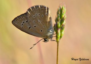 Anormal okgzl (Polyommatus admetus)