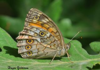 Aa Esmeri (Kirinia roxelana)