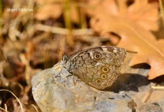 Aa Esmeri (Kirinia roxelana)