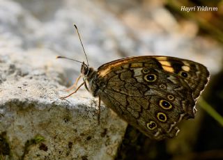 Aa Esmeri (Kirinia roxelana)