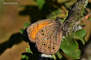 Aa Esmeri (Kirinia roxelana)