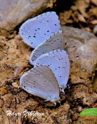 Kutsal Mavi (Celastrina argiolus)