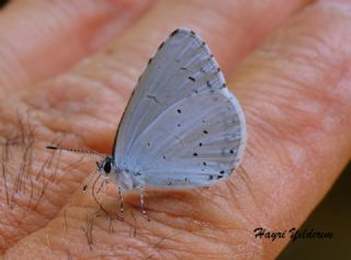 Kutsal Mavi (Celastrina argiolus)