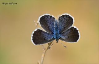 Himalaya Mavisi (Pseudophilotes vicrama)