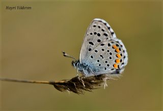 Himalaya Mavisi (Pseudophilotes vicrama)