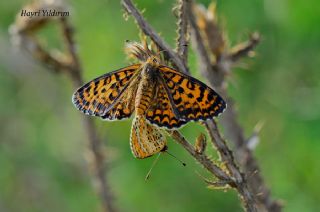 Gzel parhan (Melitaea trivia)