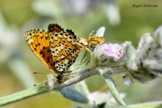 Gzel parhan (Melitaea trivia)