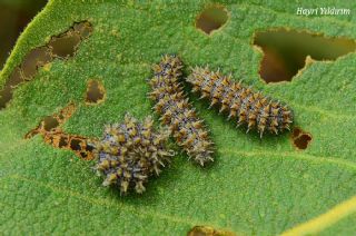 Gzel parhan (Melitaea trivia)